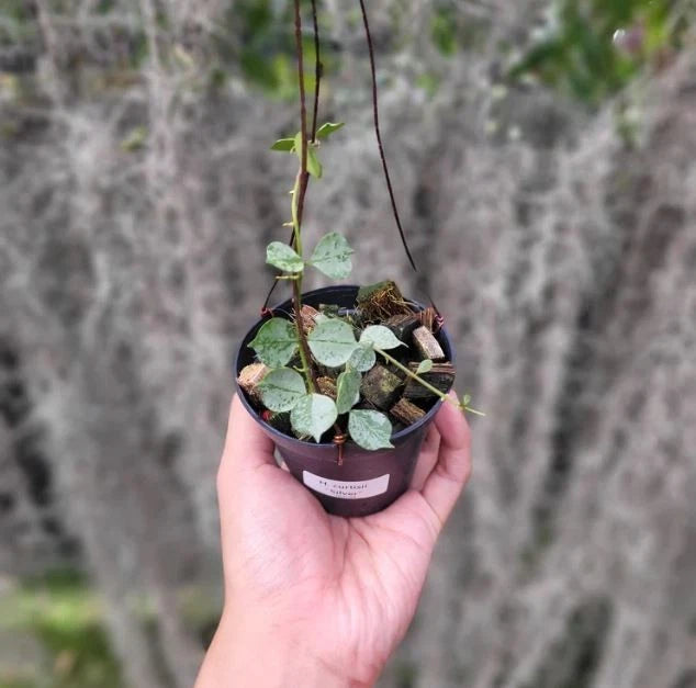 Rare Hoya Curtisii Silver Seeds – Premium Fresh Tropical Indoor Outdoor Wax Plant Seeds for Planting