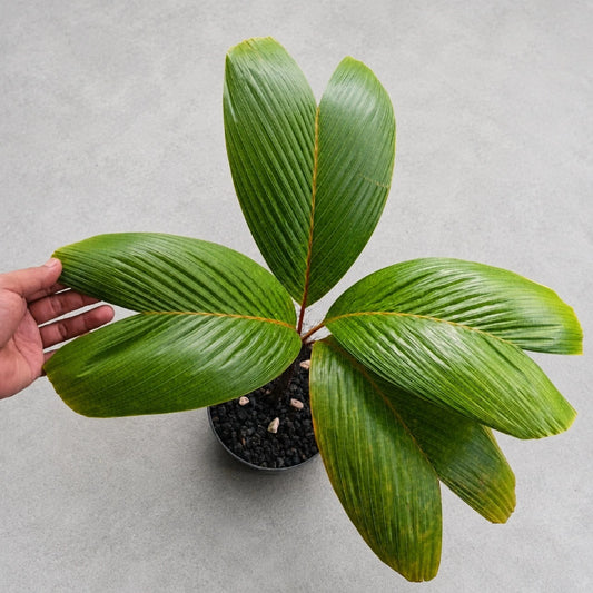 Verschaffeltia splendida (Seychelles Stilt Palm) - Rare Tropical Specimen