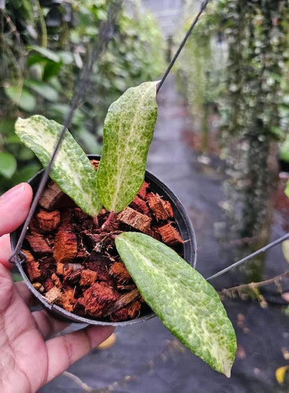 Hoya Crocodile Rare Wax Plant | Ultra Rare Collector Hoya | Tropical Indoor Houseplant | Rooted Live Plant