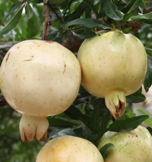 White Pearl Pomegranate Seeds (Punica granatum 'White Pearl') – 100+ Premium Fresh Rare Sweet White Pomegranate Seeds