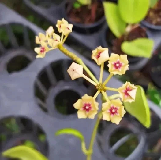 Hoya Kastbergii Live Plant (Hoya kastbergii) – Premium Rare Epiphytic Wax Plant Trailing Vine Specimen for Indoor & Outdoor Display