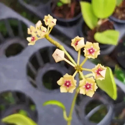 Hoya Kastbergii Live Plant (Hoya kastbergii) – Premium Rare Epiphytic Wax Plant Trailing Vine Specimen for Indoor & Outdoor Display