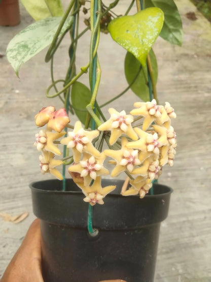 Hoya Coriacea - Rare & Sturdy Tropical Wax Plant