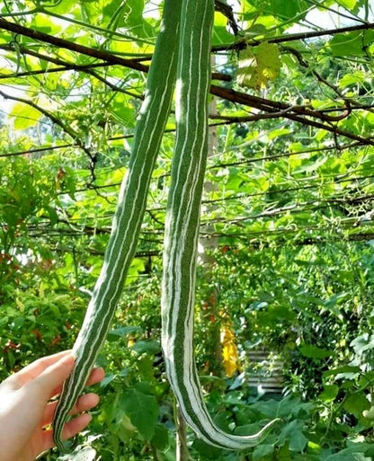 Snake Bitter Melon Seeds (Momordica charantia) – Premium Long Green Bitter Gourd Vegetable Seeds for Planting (300+ Pcs)