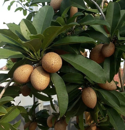 Ponderosa Sapodilla Seeds (Manilkara zapota) – 35 Premium Giant-Fruiting Sweet Chikoo Seeds