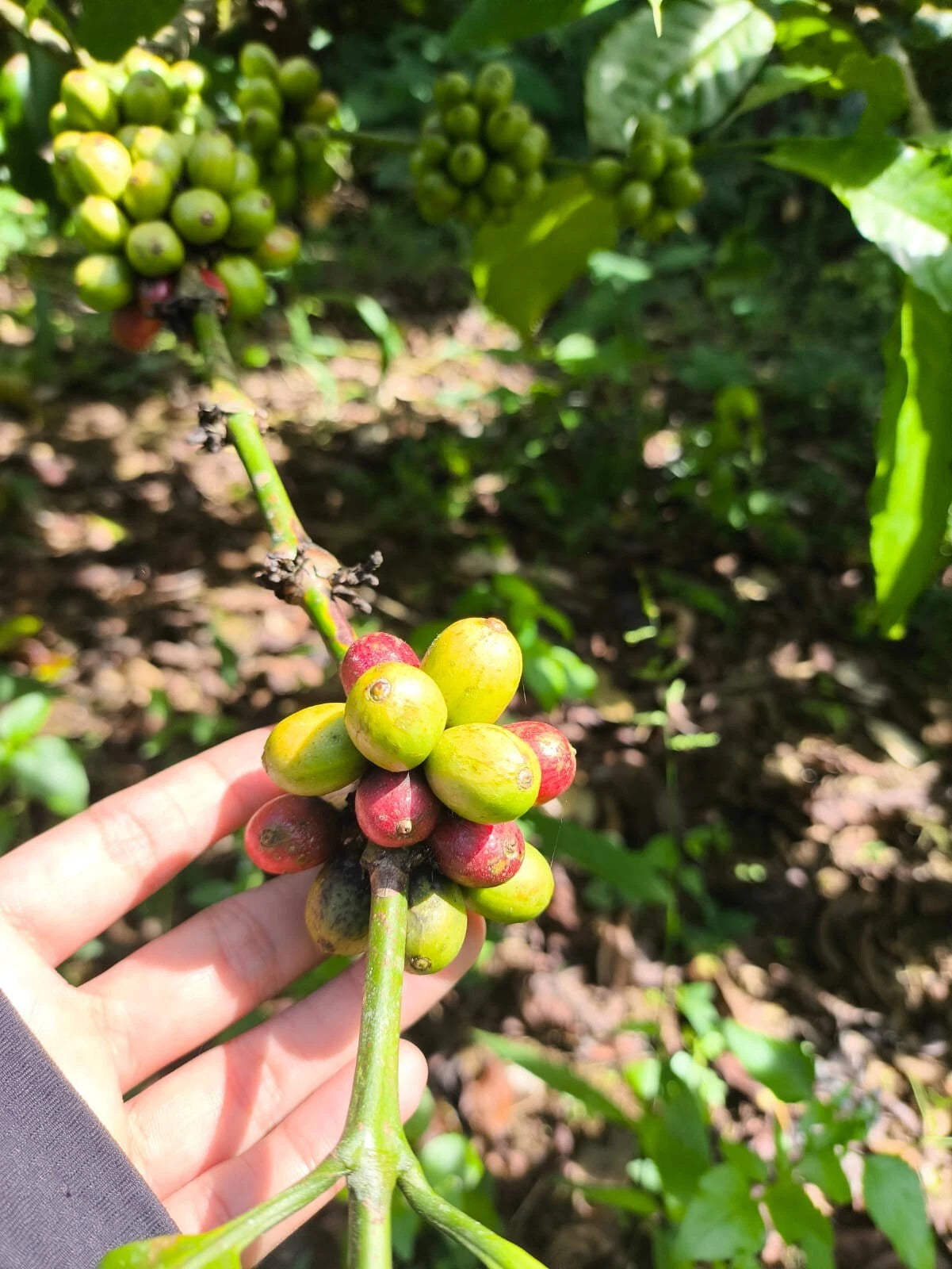 Premium Kent Coffee Seeds (Coffea arabica var. Kent) – Exotic Coffee Bean Seeds for Planting (120+ Pcs)