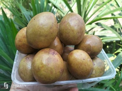 Lamut Sapodilla Seeds (35+ Seeds, Manilkara zapota) – Premium Thai Long-Fruit Sweet Sapodilla Fruit Tree Seeds for Planting