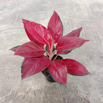 Aglaonema 'RHCP' (Red Hot Chili Pepper) - Vibrant & Unique Tropical Houseplant