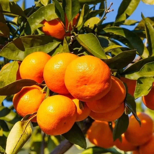 Iyokan Orange Seeds (Citrus iyo / 100+ Premium Japanese Sweet Citrus Fruit Seeds) – Premium Exotic Botanical Specimen Plant Seeds for Planting