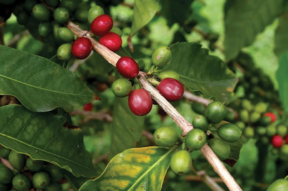 Victoria Incaper 8142 Robusta Coffee Seeds (Coffea canephora) – Bulk High-Yield Disease-Resistant Specialty Coffee Beans for Planting