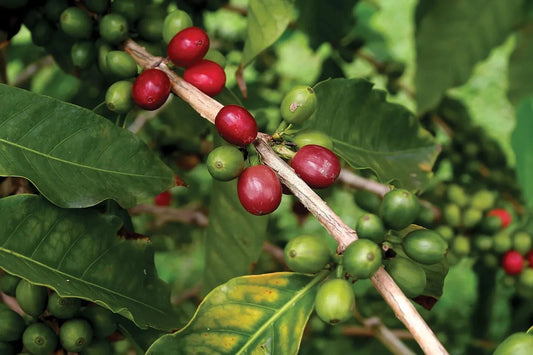 Victoria Incaper 8142 Robusta Coffee Seeds (Coffea canephora) – Bulk High-Yield Disease-Resistant Specialty Coffee Beans for Planting