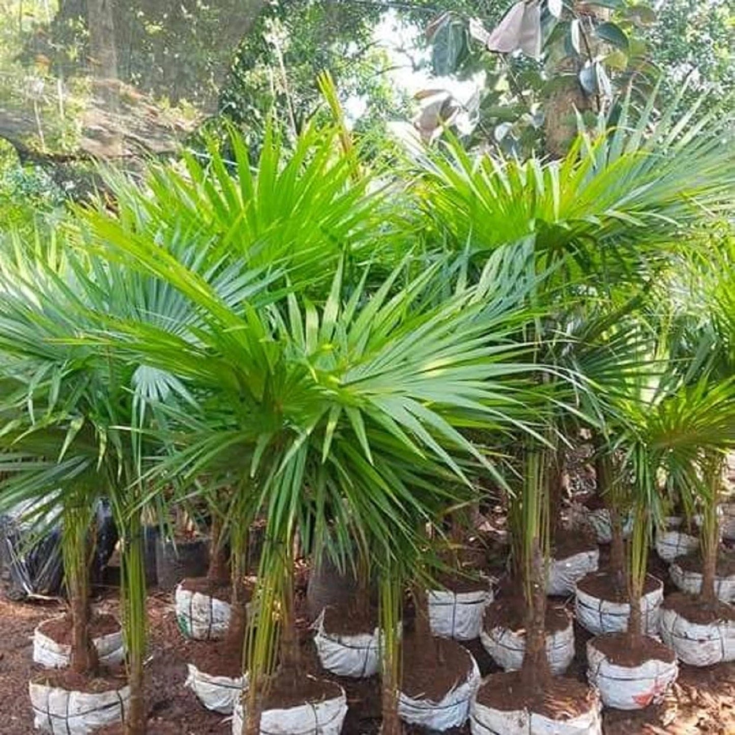 Saribus rotundifolius (Footstool Palm) - Exotic Tropical Fan Palm