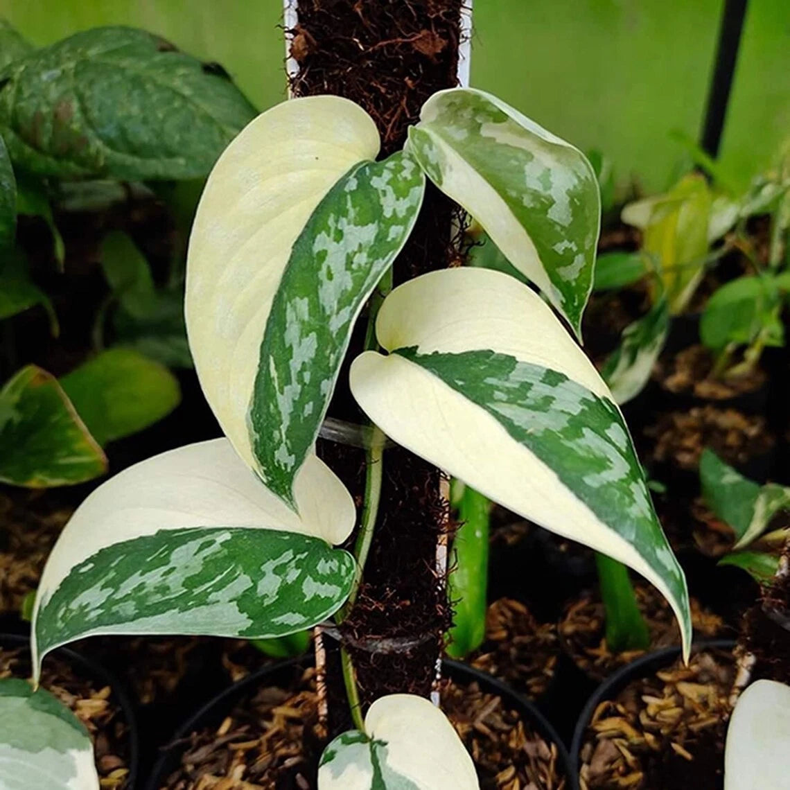 Scindapsus Mayari Live Plant (Scindapsus sp. Mayari / Rare Exotic Tropical Variegated Vine) – Premium Botanical Specimen Plant for Indoor Growing