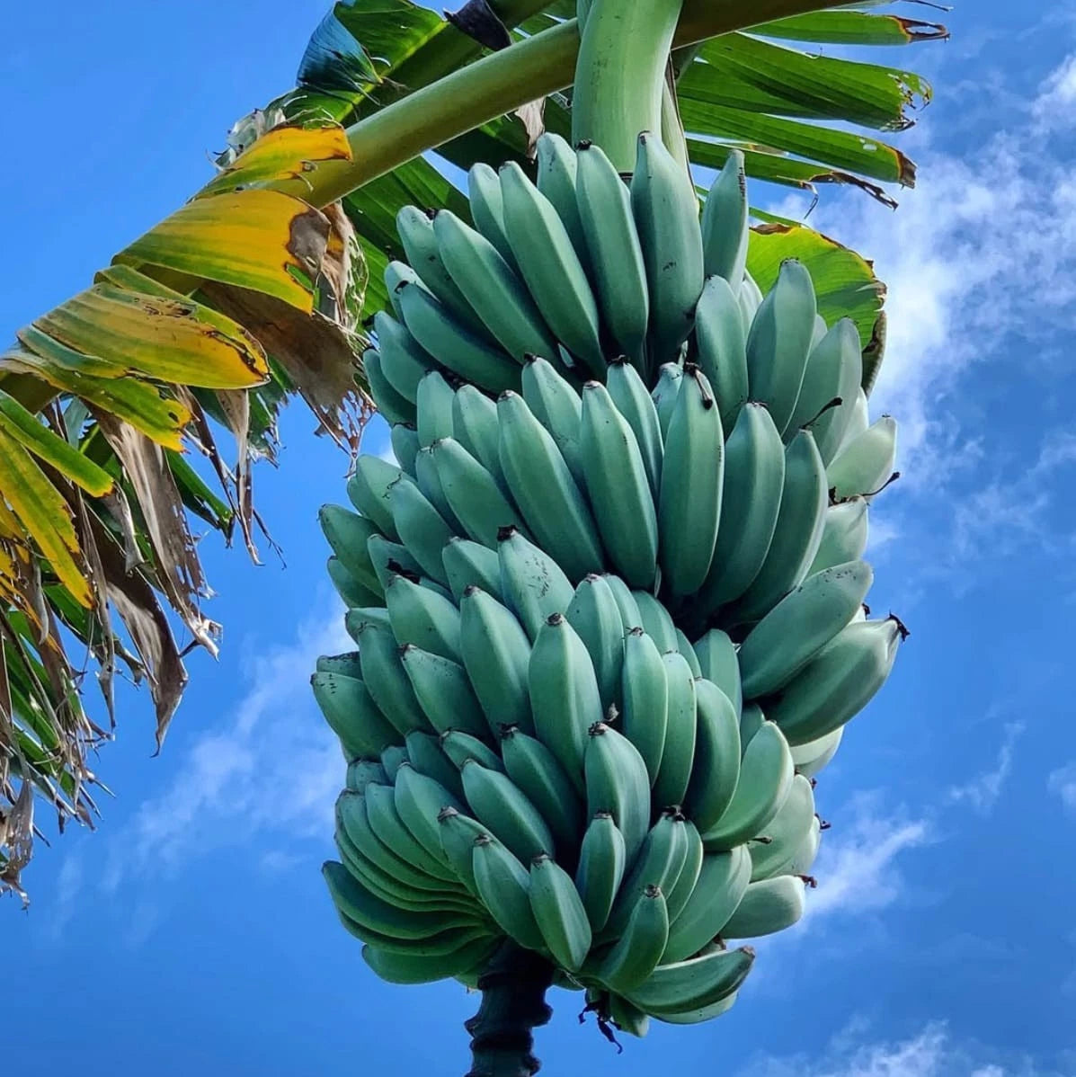 Blue Java Banana Seeds (Musa acuminata x balbisiana / 250+ Ice Cream Banana Fruit Tree Seeds) – Premium Exotic Botanical Specimen Plant Seeds for Planting