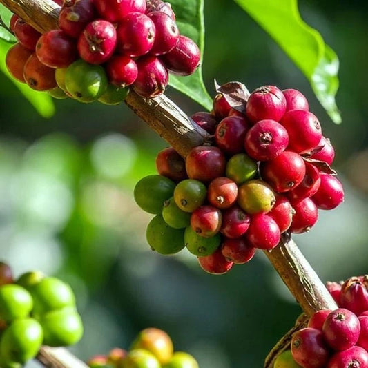 Hybrid H17 Coffee Seeds (Coffea sp. / 120+ Premium High-Yield Specialty Coffee Bean Seeds) – Premium Botanical Specimen Plant Seeds for Planting