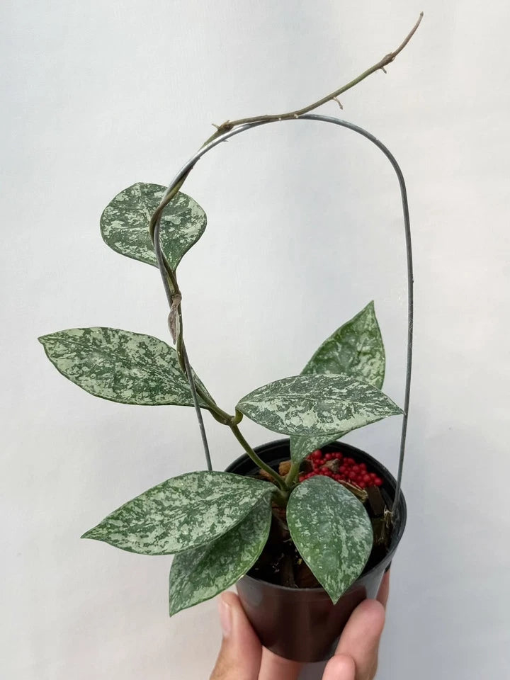 Hoya Rundumensis Silver Splash Rare Wax Plant | Tropical Indoor Outdoor Hoya | Exotic Collector Houseplant