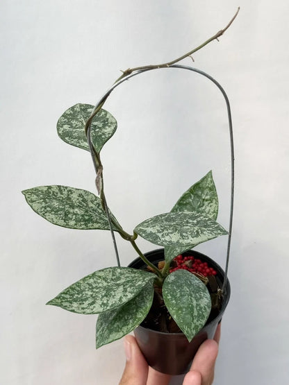 Hoya Rundumensis Silver Splash Rare Wax Plant | Tropical Indoor Outdoor Hoya | Exotic Collector Houseplant