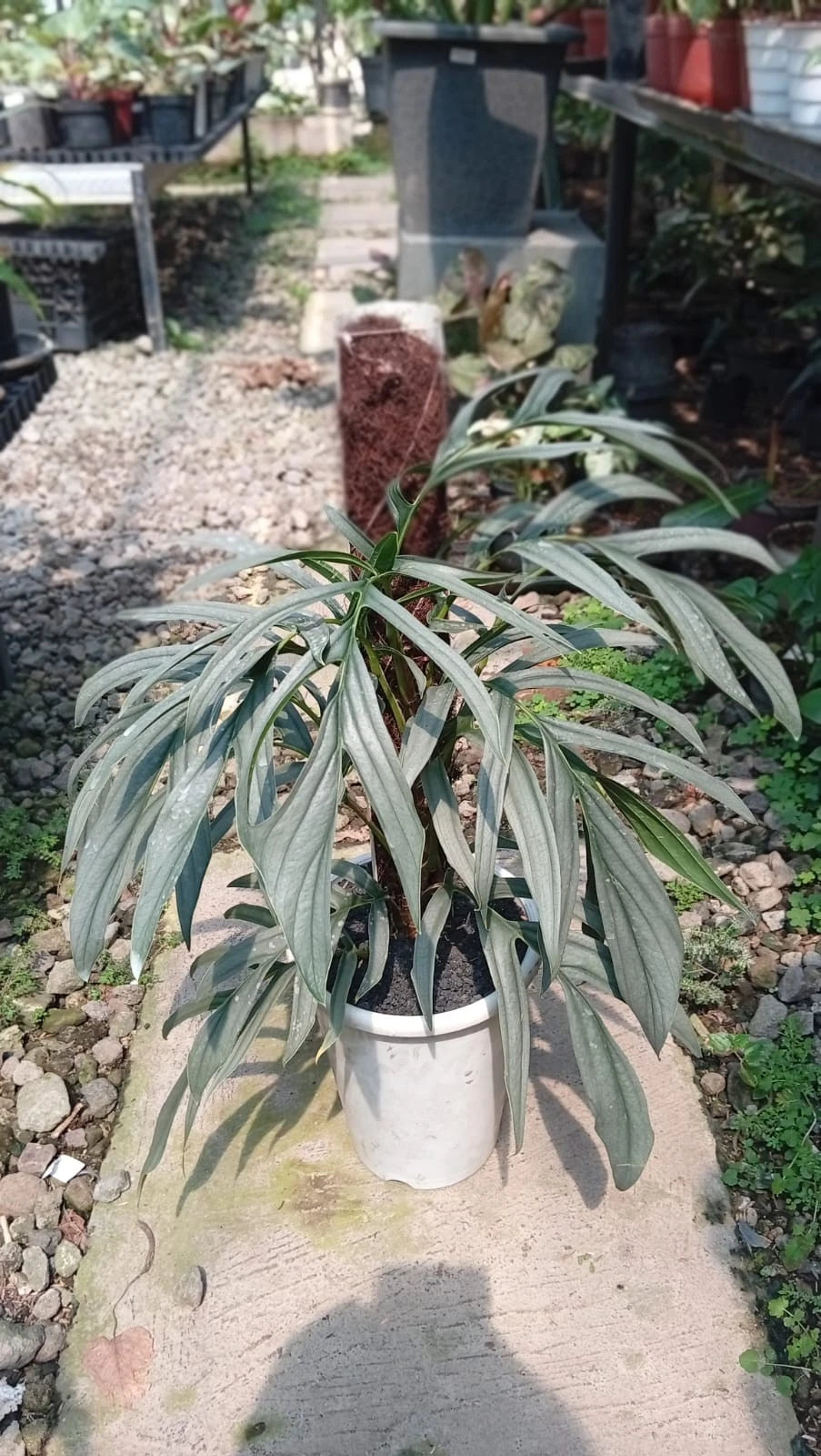 Rhaphidophora Tenuis Silver Borneo Seeds (Rhaphidophora tenuis 'Silver Borneo' / Rare Large-Size Variegated Aroid Climbing Plant Seeds) – Premium Exotic Botanical Specimen Plant Seeds for Planting