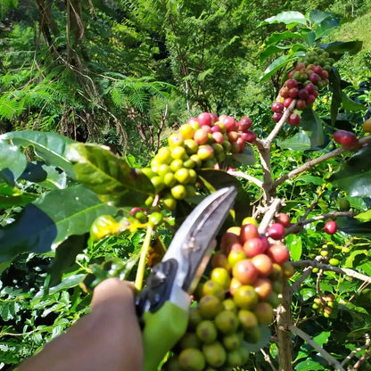 Ijen Coffee Seeds (120+ Bulk Seeds, Coffea arabica var. Ijen) – Premium Indonesian Volcanic Specialty Coffee Plant Seeds for Planting