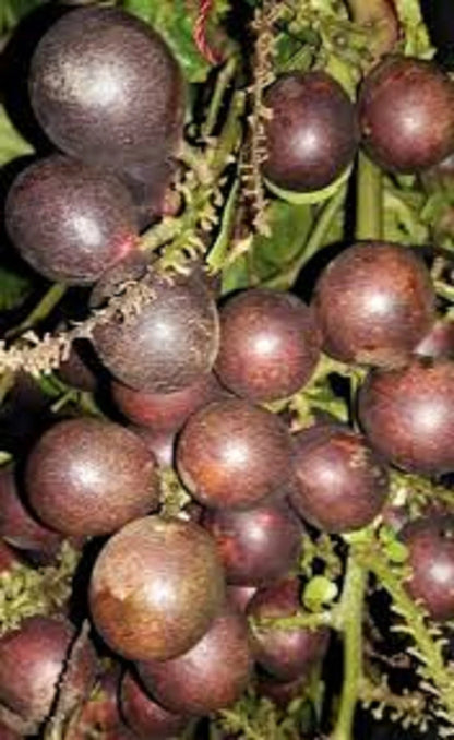 Matoa Papua Fruit Tree - Premium Grafted Rare Tropical Tree