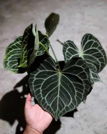 Anthurium matudae - Rare Original Tropical Aroid