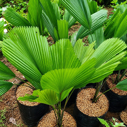 Rare Licuala Grandis Live Plant - Premium Ruffled Vanuatu Fan Palm