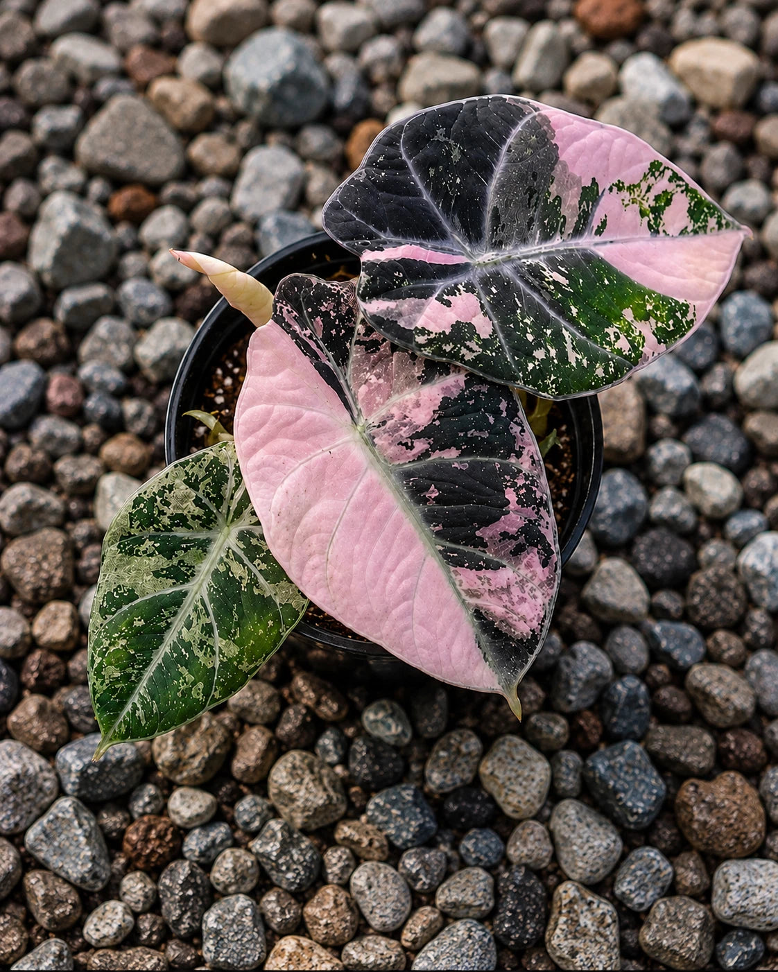 Rare Alocasia Black Velvet Pink Variegated Live Plant - Exotic Tropical Aroid
