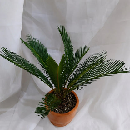 Sago Palm (Cycas revoluta) - Classic Tropical Architectural Plant