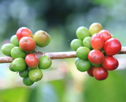 Typica Sumatra Coffee Seeds (Coffea arabica var. Typica) – Certified Sumatran Coffee Bean Plant Seeds for Planting (120 Pcs)