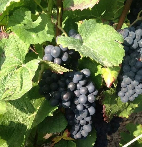 Pinot Noir Grape Seeds (Vitis vinifera) – 100+ Premium Heritage French Red Wine & Table Grape Seeds