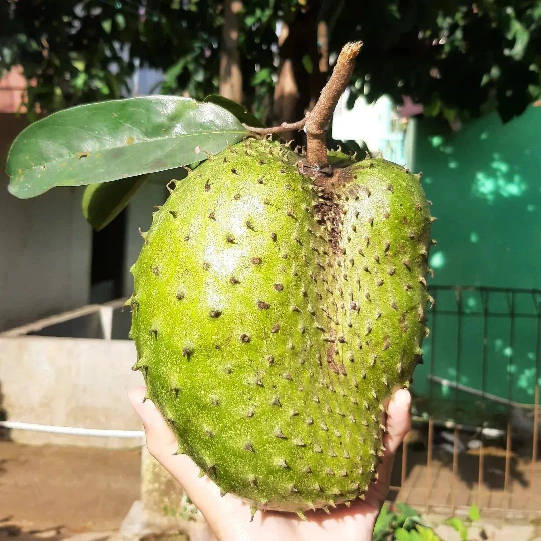 Carsiflora Soursop Seeds (Annona muricata) – Premium Certified High-Yield Guanabana Graviola Fruit Tree Plant Seeds for Planting (100 Pcs)