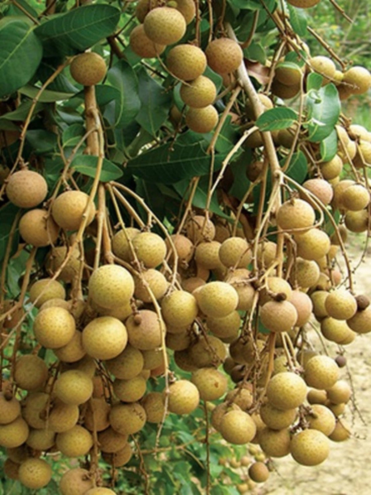 Diamond River Longan Fruit Tree - Grafted Premium Tropical Variety