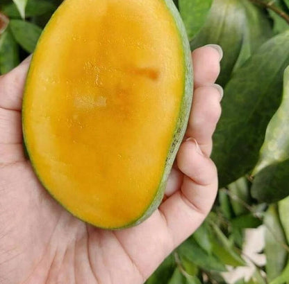 Premium Grafted Manalagi Mango Fruit Tree - Sweet Tropical Fruiting Plant