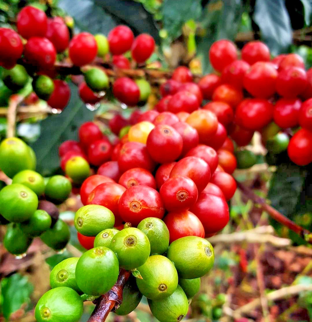 Premium Red Caturra Coffee Seeds (Coffea arabica 'Caturra') – 120+ Fresh High-Viability Dwarf Heirloom Coffee Seeds