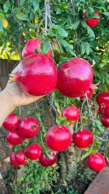 100+ 'Al-Sirin' Pomegranate Seeds (Punica granatum) – Elite Sweet-Fleshed Botanical Specimen (Collectors Quality)