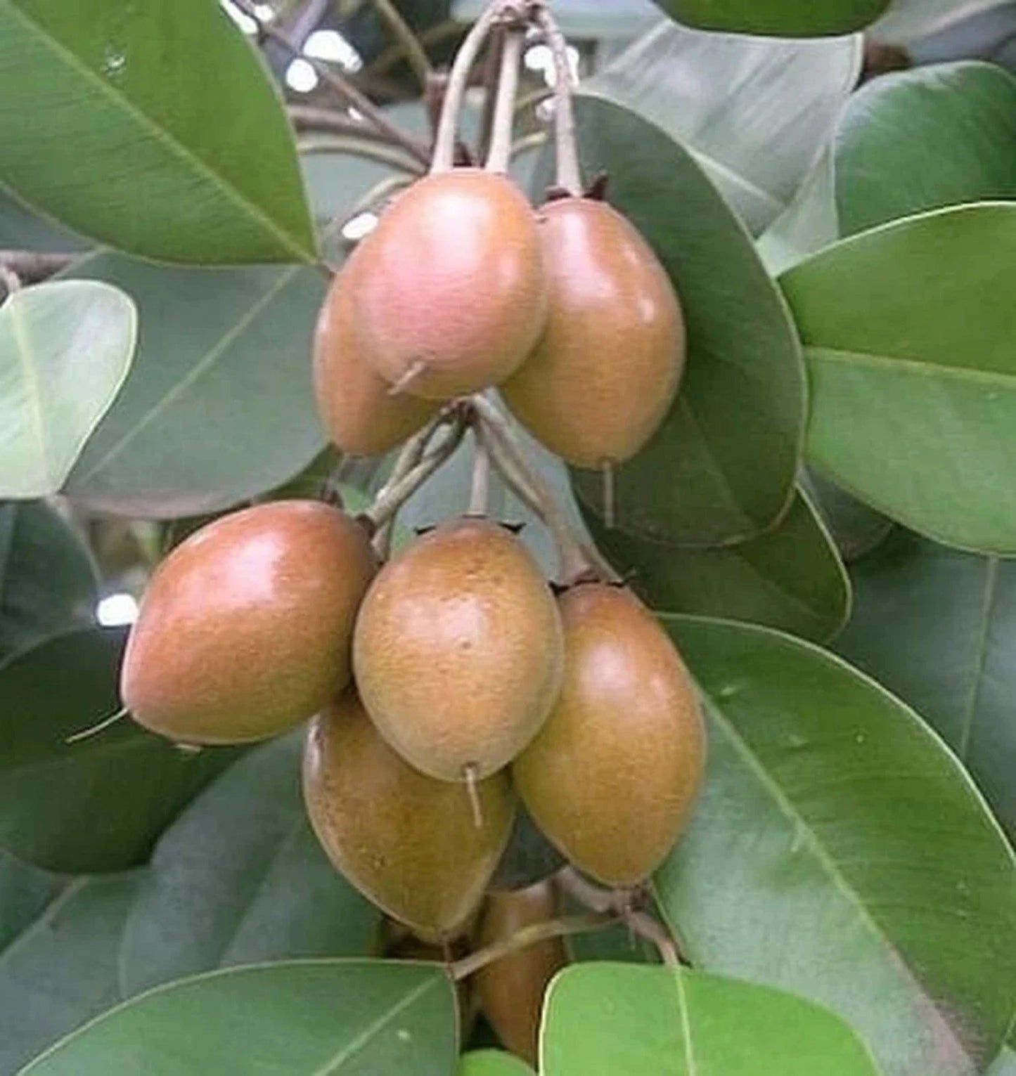 Grafted 'Kraton' Sapodilla (Sawo) – Premium Tropical Fruit Tree
