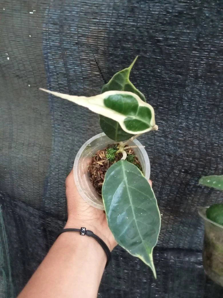 Premium Hoya Verticillata Albomarginata Live Plant (Hoya verticillata 'Albomarginata') – Rare Tropical Wax Plant Specimen with Variegated Foliage for Indoor & Outdoor Display