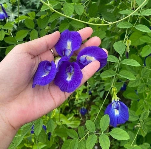 Butterfly Pea Flower Seeds (100+ Bulk Seeds, Clitoria ternatea) – Fast-Growing Tropical Blue Tea Vine / Herbal Edible Flower Seeds for Planting
