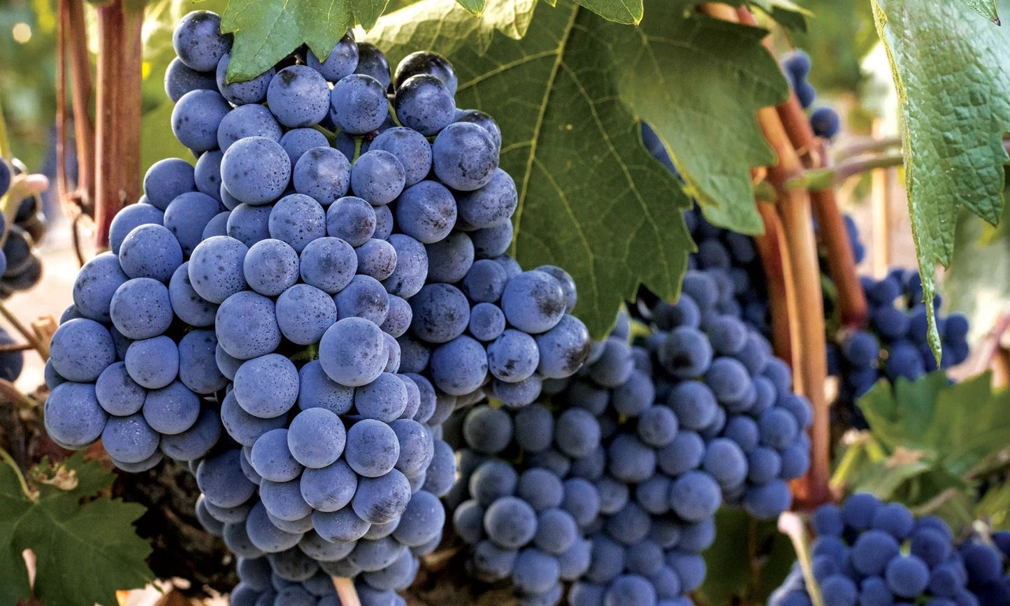 Rare Tempranillo Grape Seeds (100 pcs) - Premium Vitis vinifera Red Table Grape Vines