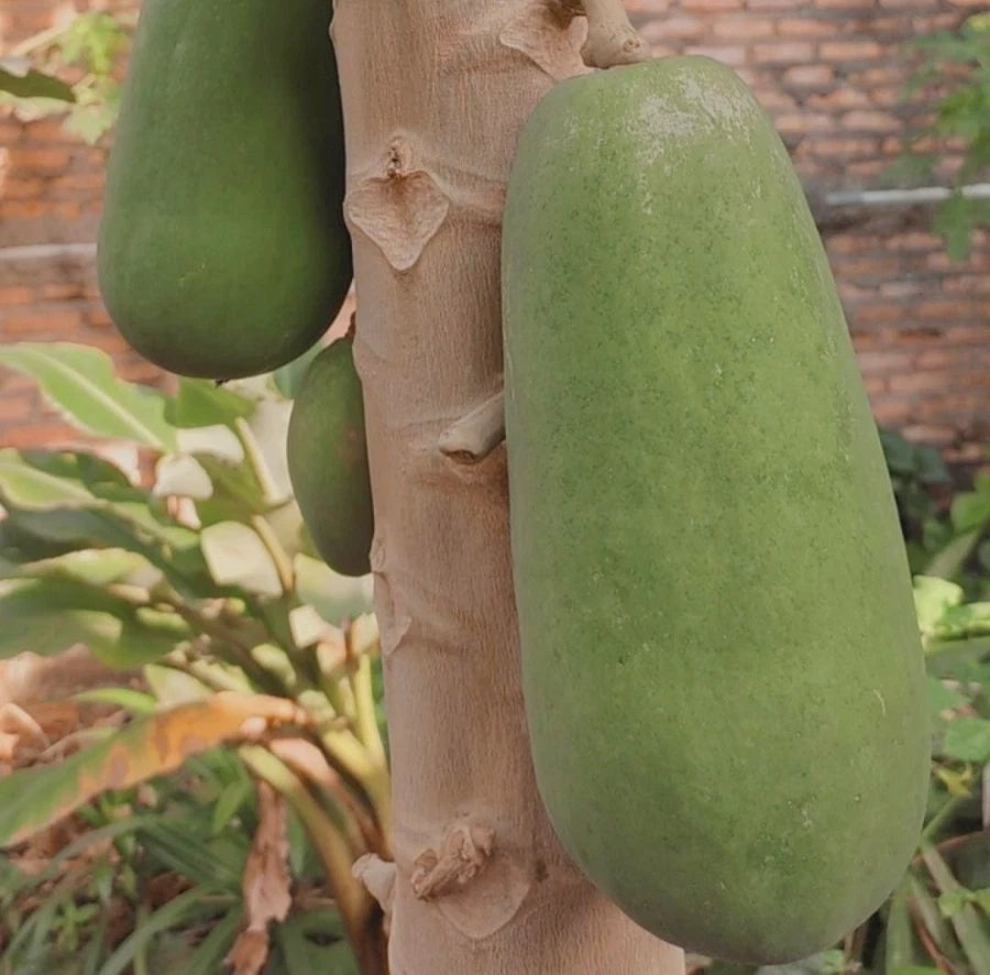 Red Sun Papaya Seeds (Carica papaya) – 150 Premium Red Papaya Seeds
