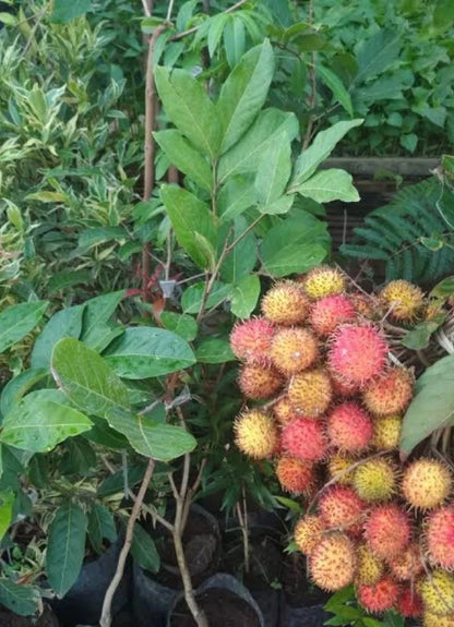 Grafted 'Rapiah' Rambutan Fruit Tree – Sweet Exotic Tropical Specimen