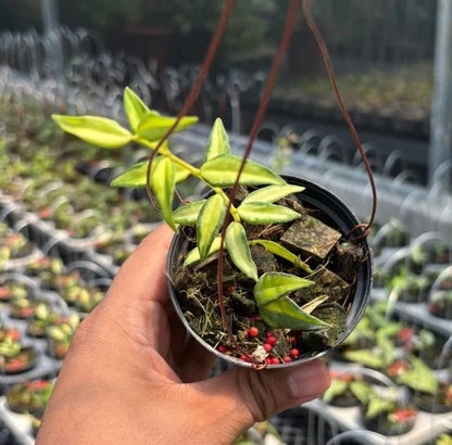 Stunning Hoya Bella 'Lida Buis' – Rare Tropical Indoor & Outdoor Wax Plant