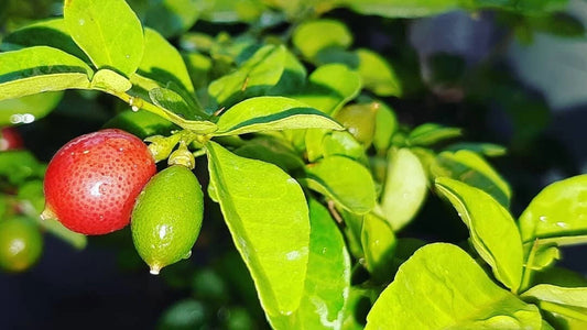 50+ Citrus Kingkit Lime Berry Seeds (Triphasia trifolia / Sweet Lime Berry / Miniature Bonsai Citrus) – Premium Exotic Fruit Tree & Bonsai Seeds for Planting