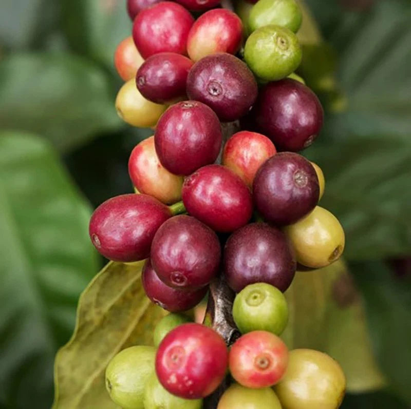 Sidra Coffee Seeds (Coffea arabica hybrid) – Bulk Rare Exotic Highland Specialty Coffee Beans for Planting