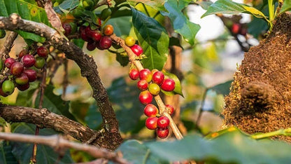 Pink Bourbon Coffee Seeds (120+ Bulk Seeds, Coffea arabica) – Rare Colombian Natural Mutation Gourmet Coffee Bean Plant Seeds for Planting