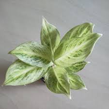 Aglaonema 'Green Covid' - Lush & Unique Tropical Houseplant