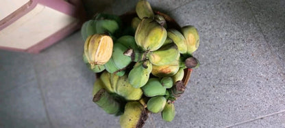 Kepok Banana Seeds (Musa acuminata x Musa balbisiana / 20+ Rare Tropical Plantain Banana Seeds) – Premium Exotic Botanical Specimen Plant Seeds for Planting