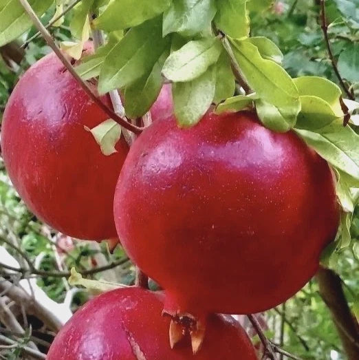 Bulk Rumy Pomegranate Seeds (Punica granatum 'Rumy') – 100+ Premium Fresh Rare Heirloom Sweet Egyptian Rumy Pomegranate Seeds for Planting
