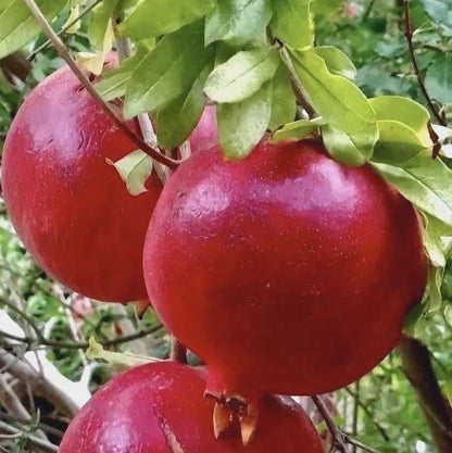 Bulk Rumy Pomegranate Seeds (Punica granatum 'Rumy') – 100+ Premium Fresh Rare Heirloom Sweet Egyptian Rumy Pomegranate Seeds for Planting