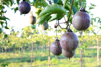 Purple Passion Fruit Seeds (Passiflora edulis var. edulis) – Premium Sweet Exotic Pitahaya-Style Vine Fruit Seeds for Planting (25+ Pcs)
